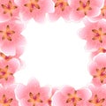 Peach Cherry Blossom Banner Background Royalty Free Stock Photo