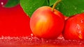 Peach close up with water drops and green leaves. Fresh peaches fruits. Banner with Copy space