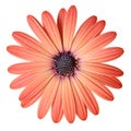 Peach Color Daisy Royalty Free Stock Photo