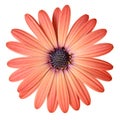 Peach Color Daisy