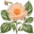 Peach color flower. Close-up glowing translucent peach color flower. Generative AI.