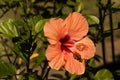 Peach Color Hibiscus