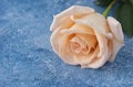 peach color  rose on a blue and white acrylic paint background Royalty Free Stock Photo