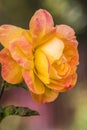 A peach color Tea Rose Royalty Free Stock Photo