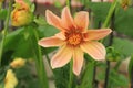 Peach colored Dahlia in bloom