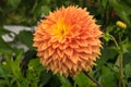 Dahlia flower close up. Royalty Free Stock Photo