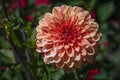 A peach colored dahlia with red speckling