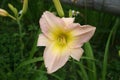 Peach colored Day Lillies Royalty Free Stock Photo