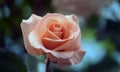 Rose: peach colored in isolation