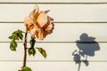 Peach colored Rose with shadow