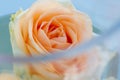 peach-colored rose in a vase with water Royalty Free Stock Photo