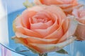 Peach-colored rose in a vase with water, close-up Royalty Free Stock Photo