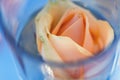 Peach-colored rose in a vase with water, close-up Royalty Free Stock Photo