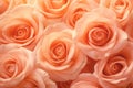 Peach colored roses flowers. Monochrom soft pastel background