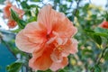 Peach Colored Tropical Hibiscus