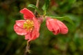 Peach Coloured Japanese Quince Flower in an English Garden