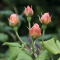 Peach coloured rose with early flower buds