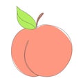 Peach in Continuous Line Drawing. Sketchy Single Apricot with Editable Stroke. Outline Simple Artwork with Editable Stroke. Vector