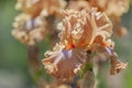 Flower head of Tall Bearded Iris Dodge City close up