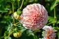 Peach dahlia with blurred background