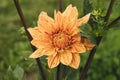 Peach Dahlia shown partially bloomed