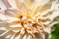 Peach dahlia under soft sunset light growing outside in open air district garden close up, macro Royalty Free Stock Photo