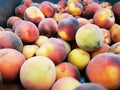The peach is a deciduous tree native to the region of Northwest China between the Tarim Basin and the north slopes of the Kunlun M