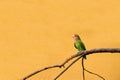 Peach-faced lovebird