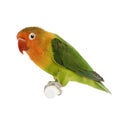 Peach-faced Lovebird