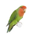 Peach-faced Lovebird