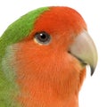 Peach-faced Lovebird