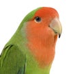 Peach-faced Lovebird