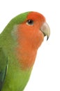 Peach-faced Lovebird