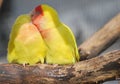 peach-faced lovebird Royalty Free Stock Photo