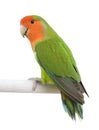 Peach-faced Lovebird - Agapornis roseicollis Royalty Free Stock Photo