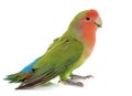 Peach faced Lovebird Royalty Free Stock Photo