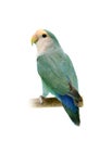 Peach-faced Lovebird isolated on white Royalty Free Stock Photo