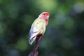 Peach-faced lovebird Rosy-faced Agapornis roseicollis Very Cute Birds Royalty Free Stock Photo