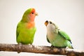 Peach-faces lovebird Royalty Free Stock Photo