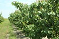 Peach farm in early summer . Unripe peach . Peach tree, branch with small immature peaches