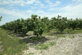 Peach farm in early summer . Unripe peach . Peach tree, branch with small immature peaches