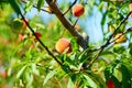 Peach farm Royalty Free Stock Photo