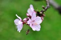 Peach flower