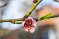 Peach flower background.Peach flowers in garden