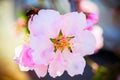 Peach flower and bee, flowering peach spring