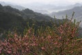 Peach flower blossom in Chinese mountains