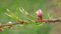 Peach flower blossom fruit tree growing bloom bud red branch orchards garden spring trees Prunus persica leaves leaf Royalty Free Stock Photo