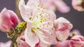 Peach flower blossoming time lapse