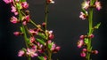 Peach flower blossoming time lapse