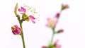 Peach flower blossoming time lapse